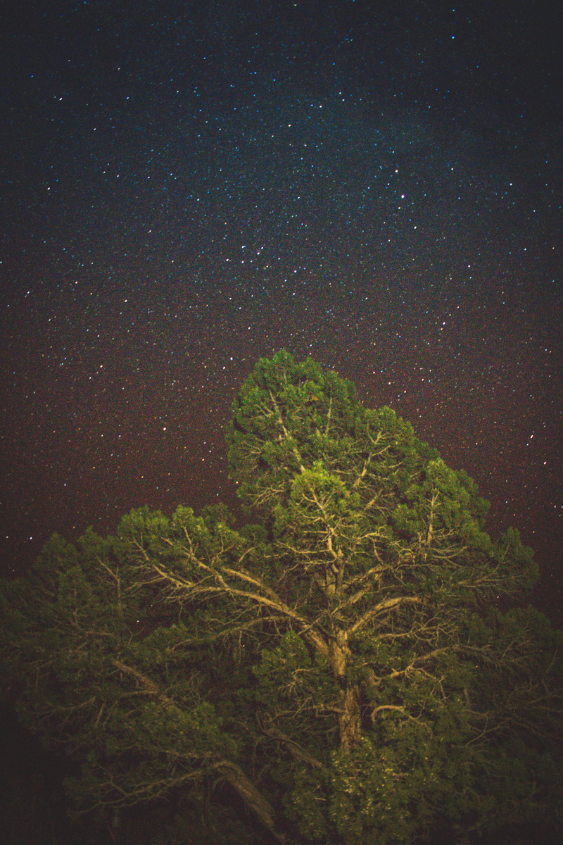 cannonville, leaf, grass, flora, star field, space, tranquility, beauty in nature, scenics - nature, green color, night, tree, outer space, starry sky