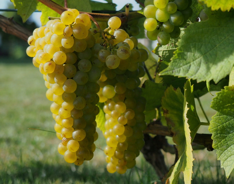 vine, wine, leaf, plant, green color, fruit, freshness, food and drink, vineyard, no people, winemaking, healthy eating, bunch of grapes, nature, day, close-up