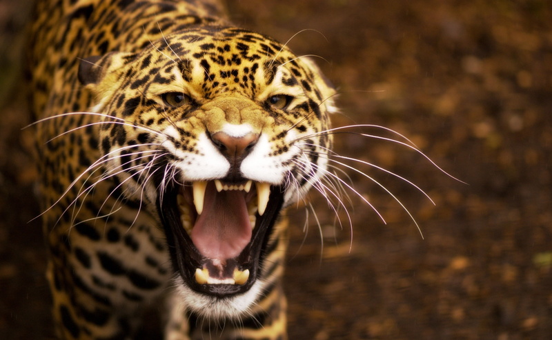 aggression, ominous, animal themes, undomesticated cat, big cat, one animal, whisker, animal, no people, animal teeth, outdoors, jaguar, mouth, yellow