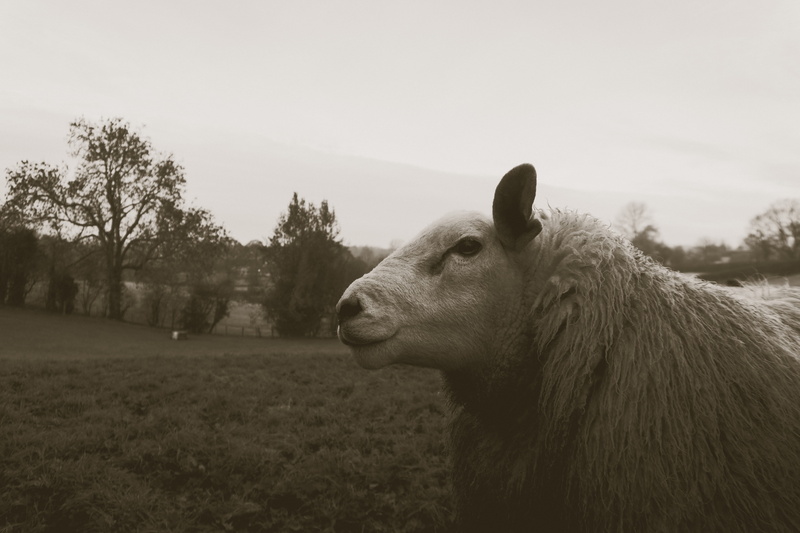 countryside, blakc and white, mammal, nature, field, sky, land, animal body part, farm, animal, tree, shropshire, livestock, side view, no people, wool