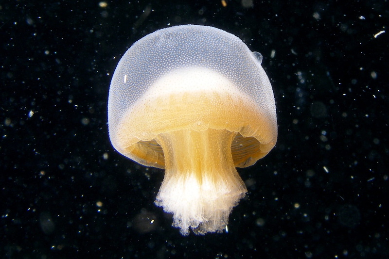 rhizostomeae, undersea, beauty in nature, sea life, rieki, animals in the wild, poisonous, water, one animal, animal wildlife, sea, bazingidae, black background