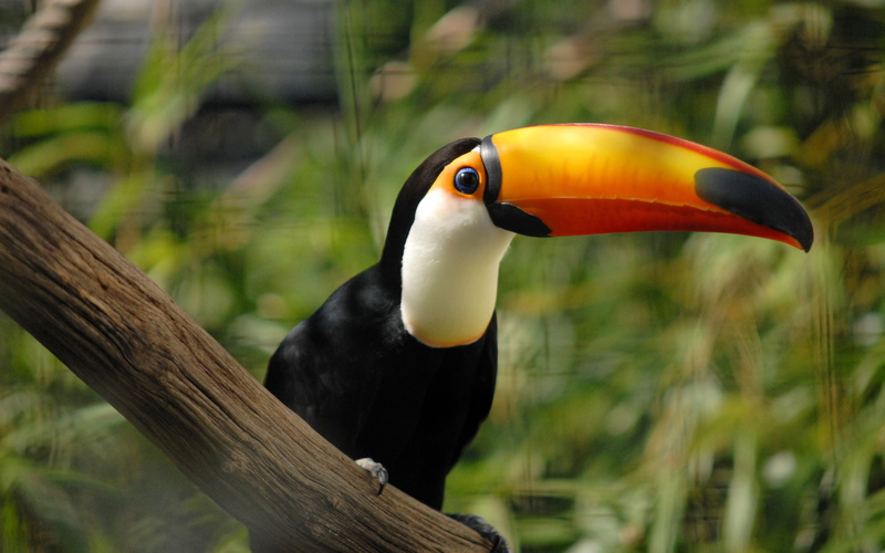 la, hornbill, tree, perching, citadelle, beak, day, bec, animal themes, animal body part, besancon, no people, animal head, animal wildlife, focus on foreground