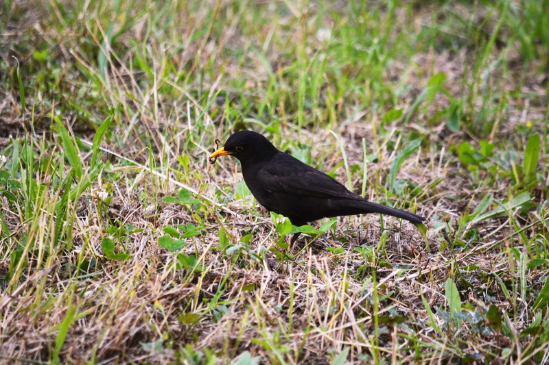 plant, no people, selective focus, merle, oiseau noir, animal wildlife, sauvage, oiseau, animal, bec, outdoors, day, worm, 4K, nature, black color, land