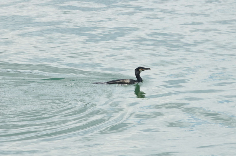 water, bird, oiseau pcheur, animalier, one animal, motion, animal wildlife, animal, outdoors, vertebrate, animal themes, side view, swimming, sea, cormoran