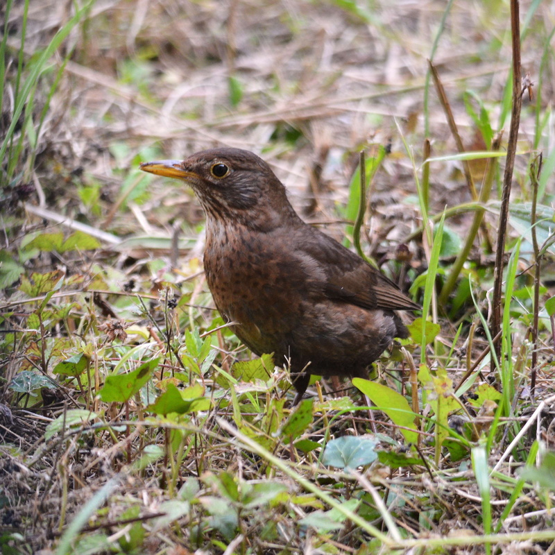 blackbird, animal, side view, faune, field, nature, animalier, perching, animals in the wild, faune sauvage, day, merle, animal sauvage, vertebrate, one animal