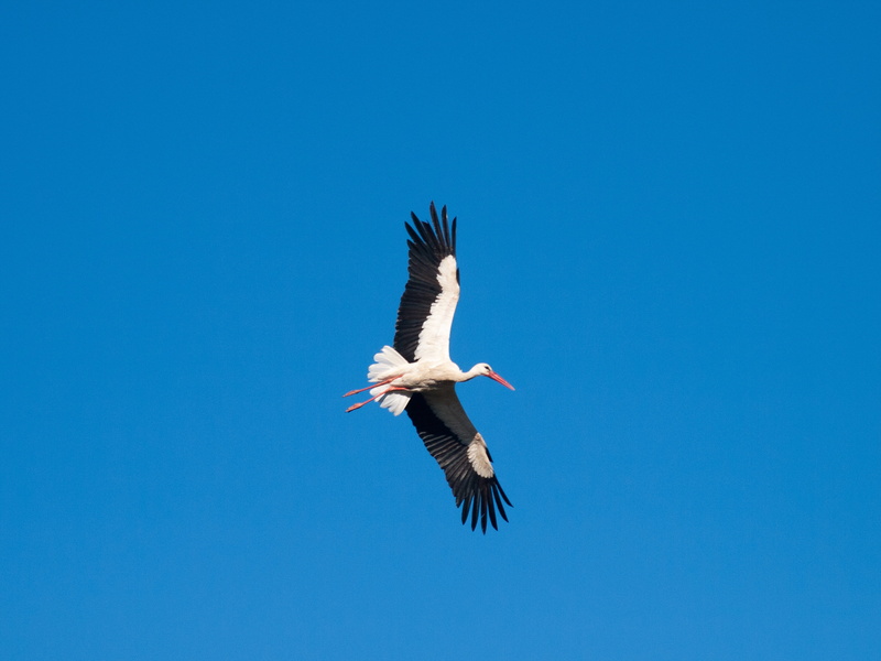 animal wildlife, oiseau, bec, ave, spread wings, flight, feathers, animal themes, motion, animaux, stork, outdoors, animals, to, flying, plumes, animal