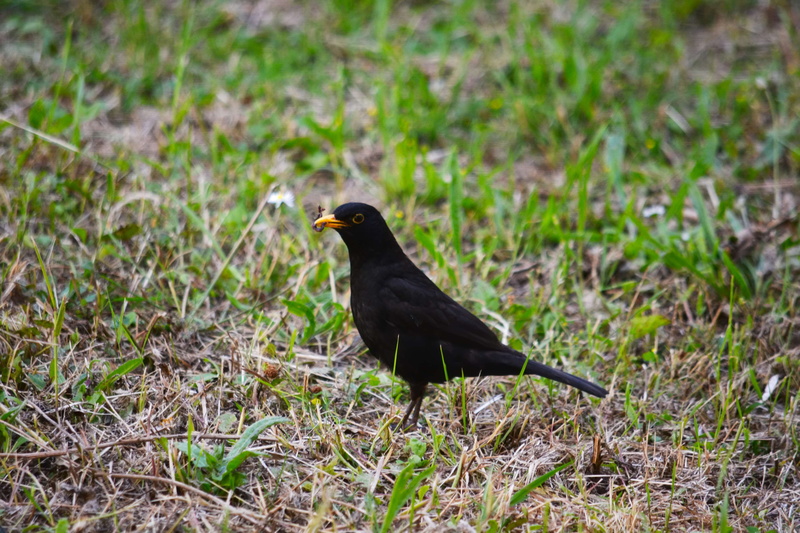 animal themes, perching, 4K, bird, bec, oiseau, merle, ornithologie, day, blackbird, outdoors, animalier, plumage, animal sauvage, selective focus, no people