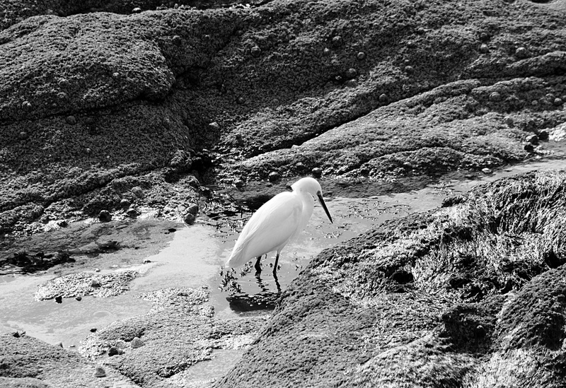 rock - object, ornithologie, plus anim, nature, long bec, animal, eau, rock, beauty in nature, non-urban scene, oiseau blanc, oiseau, solid, aigrette, one animal