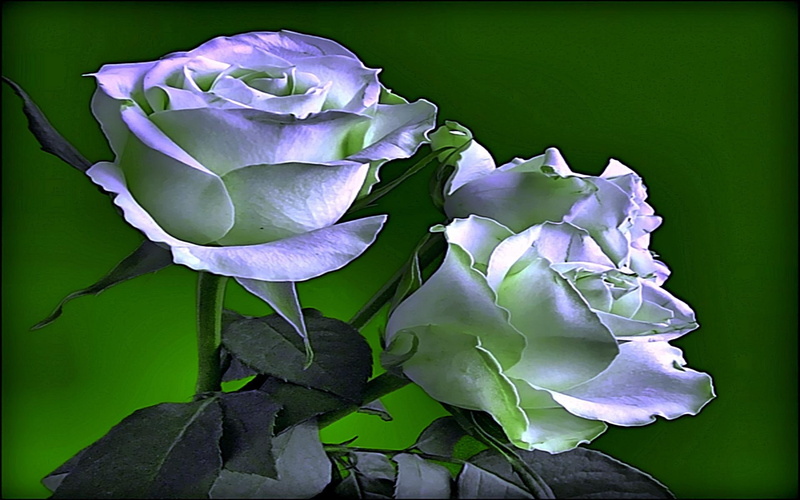 together, beauty, lovely, share, 1080P, 3d and abstract, roses, warm, romances