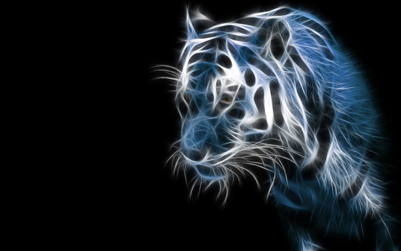 1080P, isolated On Black, Artistic, light painting, x-ray image, copy space, fragility, animal, art, illuminated, Cats, one person, nature, studio shot