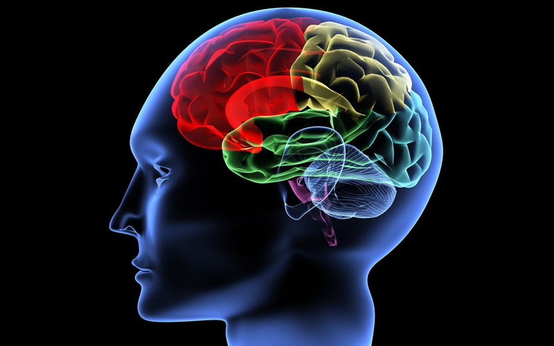 People, art, brain, CG, Anatomy, color, 1080P, psychedelic, image, ray, x, digital