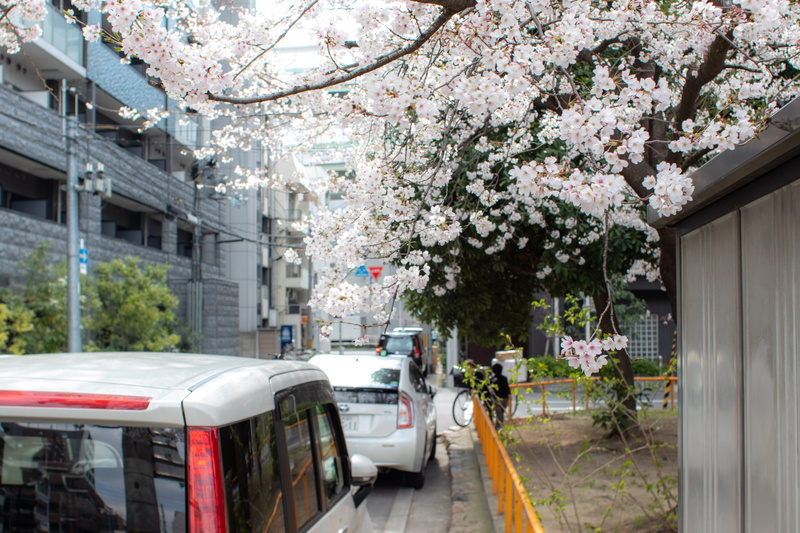 blossom, human, car, motor vehicle, japan, building exterior, osaka, cherry blossoms, built structure, mode of transportation, bicycle, day, building, fragility