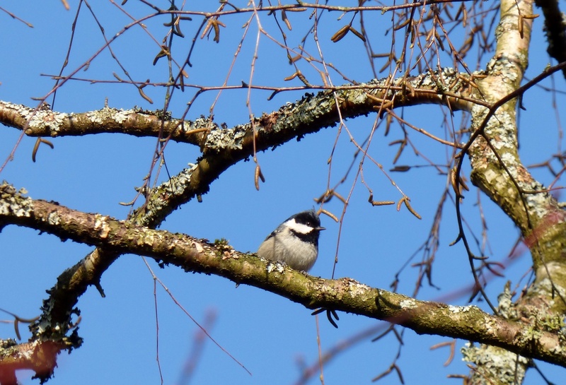 one animal, trees, animal, no people, sunlight, branches, animal themes, animals in the wild, low angle view, vertebrate, tree, luster cup, nature, plant