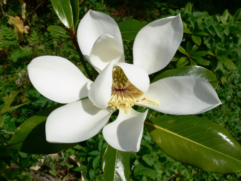 Magnolia flower, background, 2K, white petals, flowering white Magnolia, luster leaf, greens, stamens