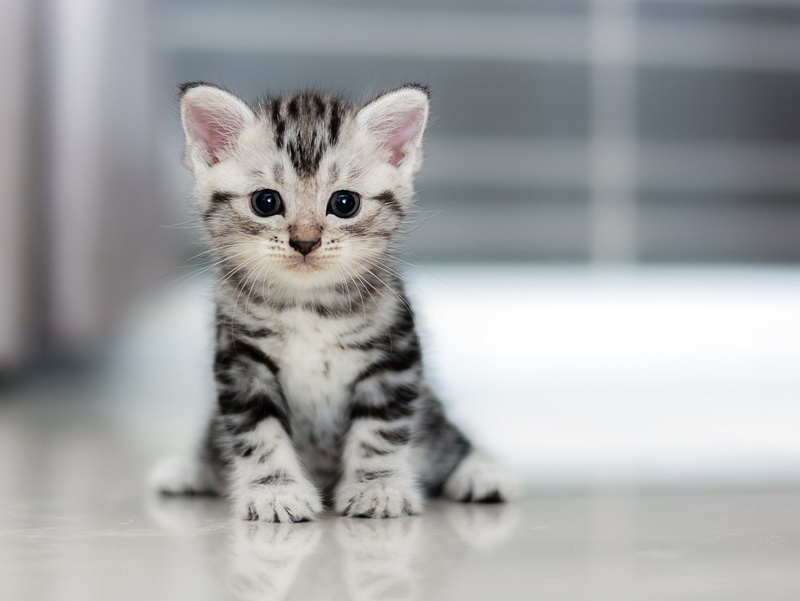 focus on foreground, tabby, whisker, portrait, mammal, young animal, front view, Pet, animal eye, Cats, domestic animals, contemplation, 1080P, one animal