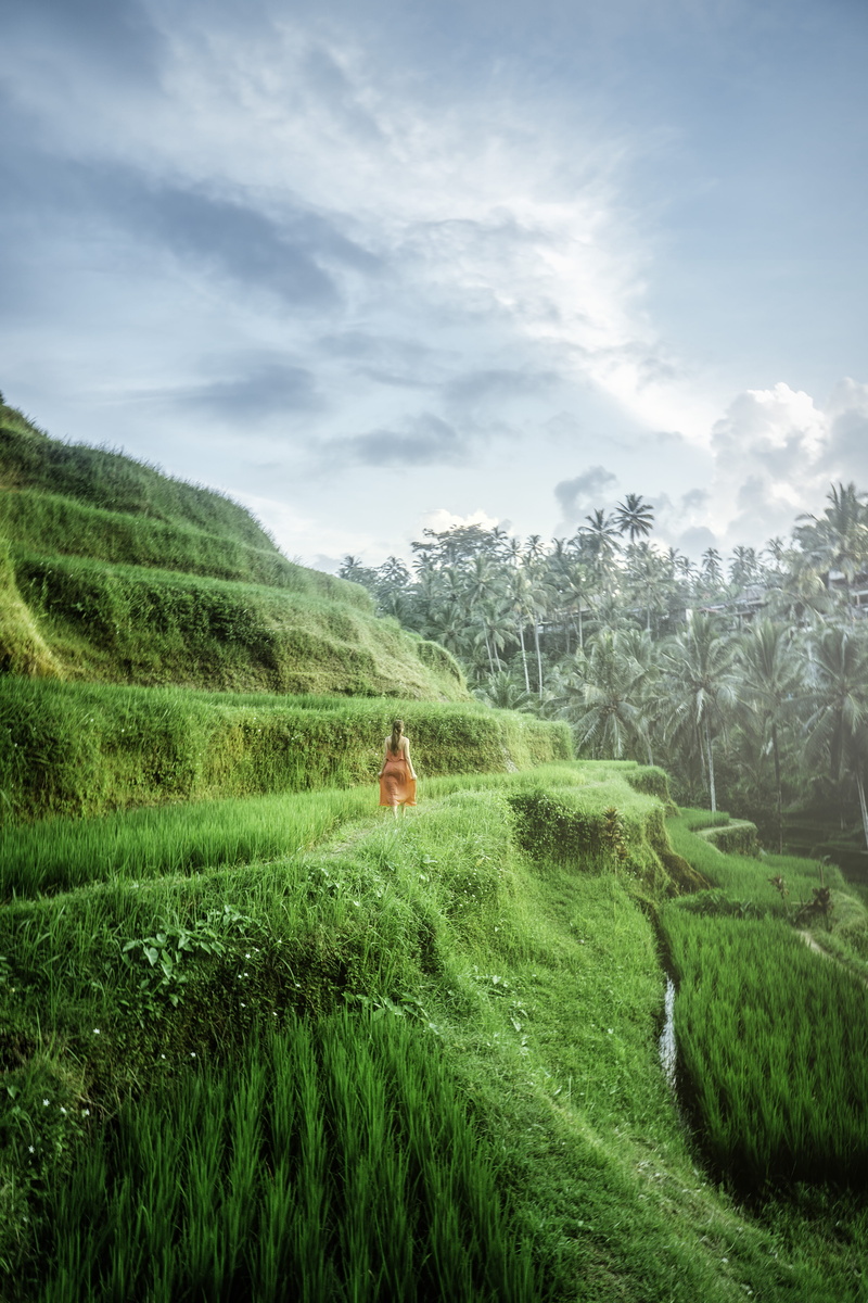 person, crops, mountain, scenic, daylight, bali, cloud - sky, Tegallalang, grass, trees, growth, bright, scenics - nature, travel, summer, plant, day, grassfield