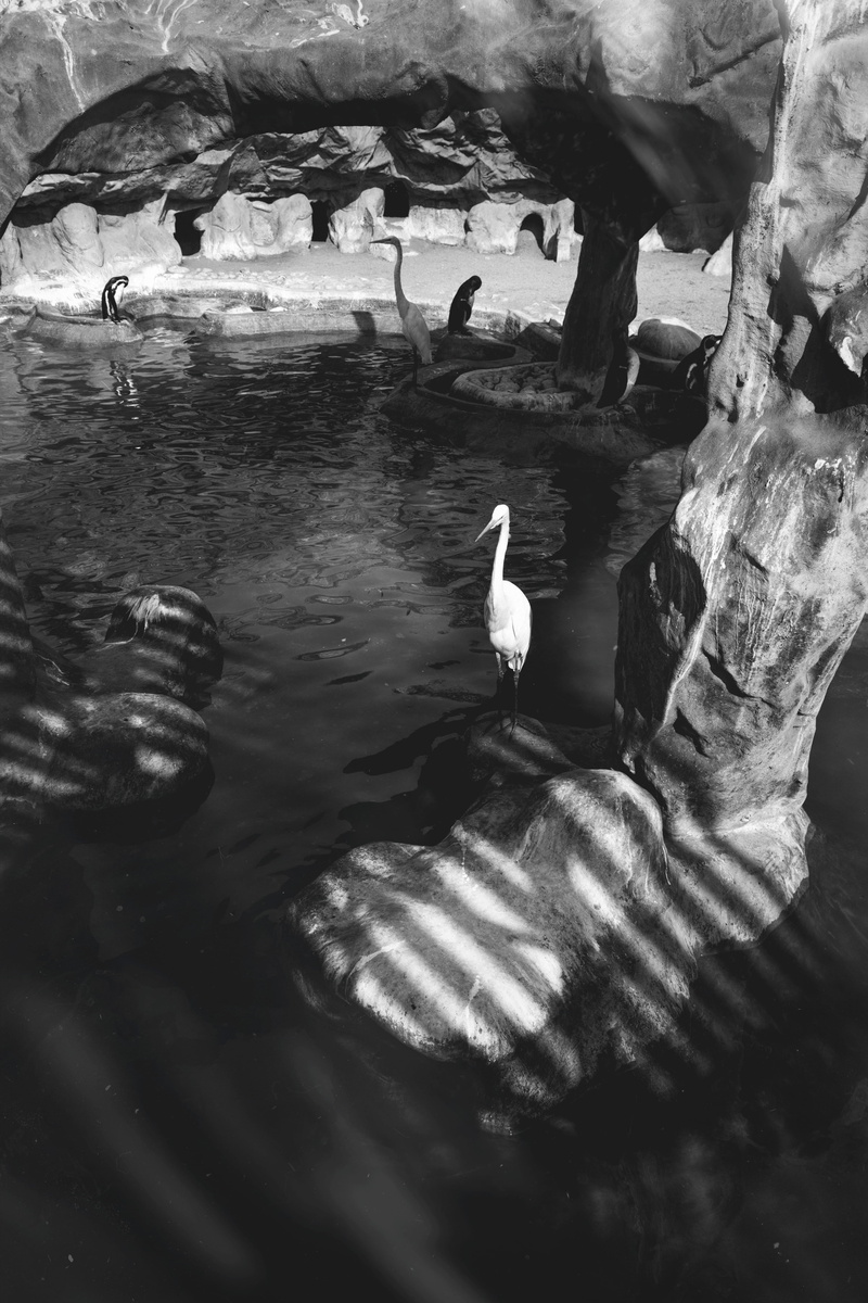 shadows, blackandwhite, animal neck, 5K, outdoors, lagoon, animal, igersperu, group of animals, canon, ate, animal wildlife, lake, igerslima, duck, swimming
