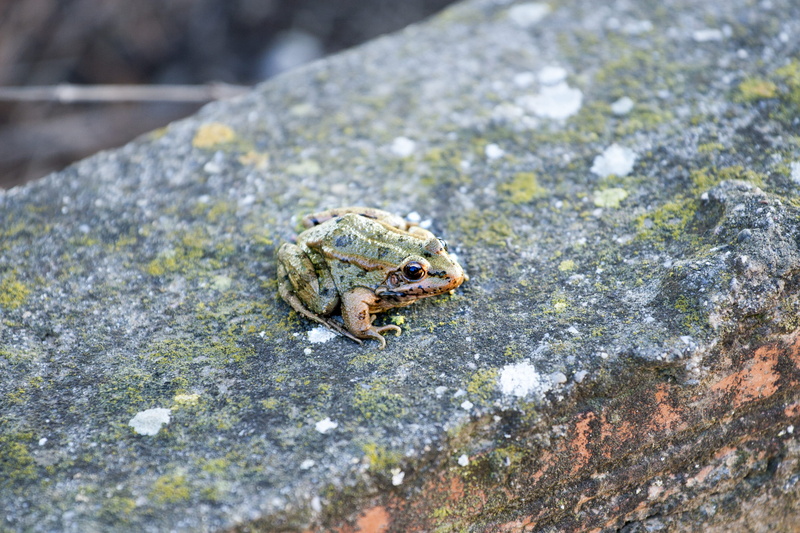rana, vertebrate, ancas, nature, high angle view, amphibian, no people, frog, frogs, day, stone, solid, animals in the wild, animals, reptile, animal themes
