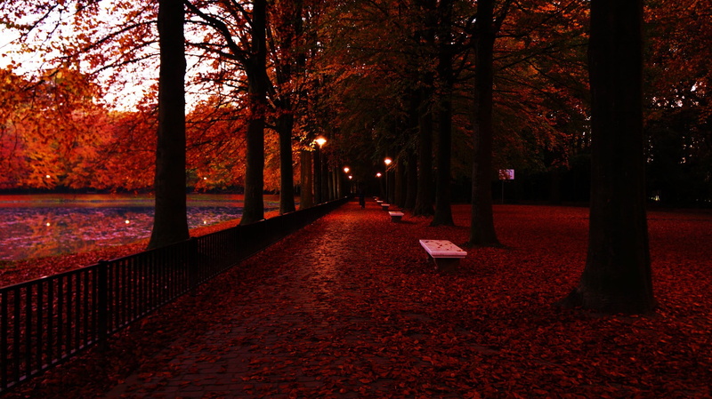 park, direction, autumn, park bench, trees, plant, fall, leaf, footpath, tranquil scene, autumn collection, diminishing perspective, plant part, photography