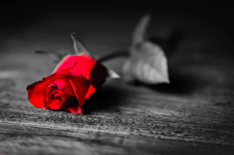 selective, decoration, 4K, photography, love, color, petals, petal, flowering plant, rose - Flower, black and white, gift, flower Head, close-up
