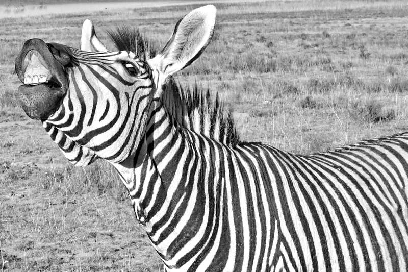 black and white, hartmanns, stripes, wild, head, herbivorous, zebra, animal markings, domestic animals, safari, striped, standing, nature, shows teeth