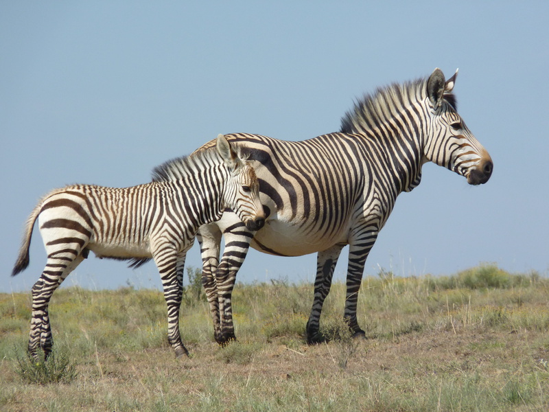 4K, south africa, animals in the wild, two animals, day, animal themes, group of animals, animal portrait, safari, baby, outdoors, mother, bergzbra, sky