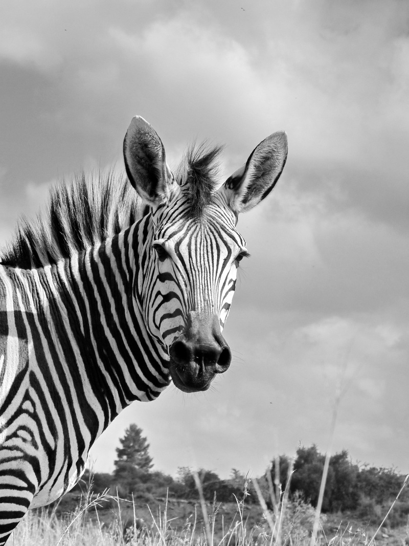 stripes, sky, plant, animal body part, horse, vertebrate, animal head, nature, zebra, portrait, africa, animal, 4K, zebra baby, cloud - sky, safari, domestic animals