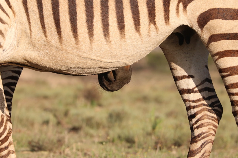 head, close up, animal body part, no people, animals in the wild, foot, striped, black and white, animal neck, domestic animals, white, herbivorous, animal themes