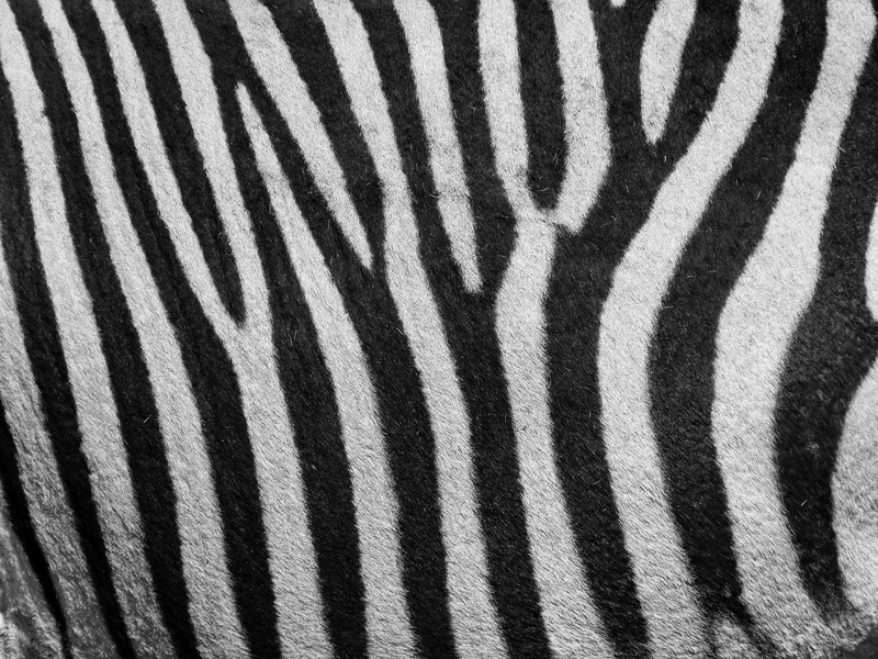 outdoors, zebra, safari, animal, stripes, close up, herd, hartmanns, full frame, natural pattern, nature, animals in the wild, herbivorous, white, animal body part