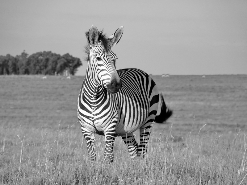 stallion, horse, animal themes, field, stripes, mother, land, grass, domestic animals, zebra, plant, males, black and white, animal wildlife, nature, zebra baby