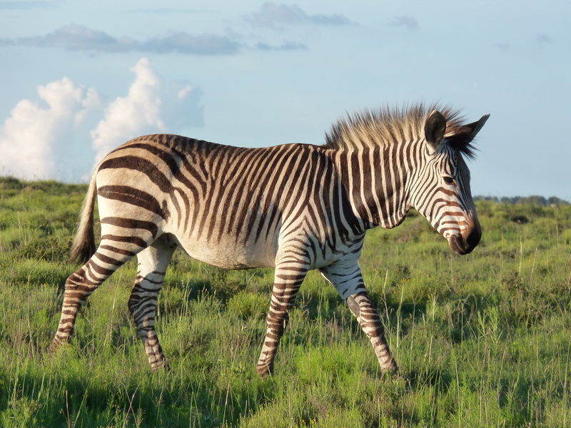 2K, field, south africa, land, sky, portrait, day, outdoors, zebra, nature, no people, wildlife, grass, hartmanns, herbivorous, side view, mammal, savannah