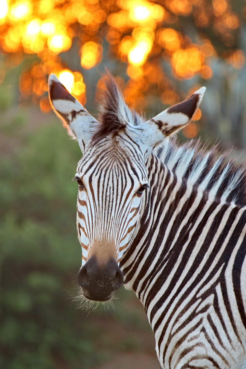 mountain zebra, one animal, face, animal portrait, safari, mammals, mammal, hartmanns, no people, animal world, hartmanns mountain zebras, animals in the wild