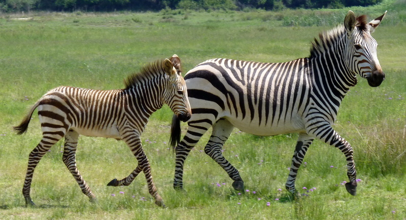 foal, animal themes, close up, herbivorous, hartmanns, group of animals, vertebrate, africa, animals in the wild, zebra baby, day, field, horse, safari
