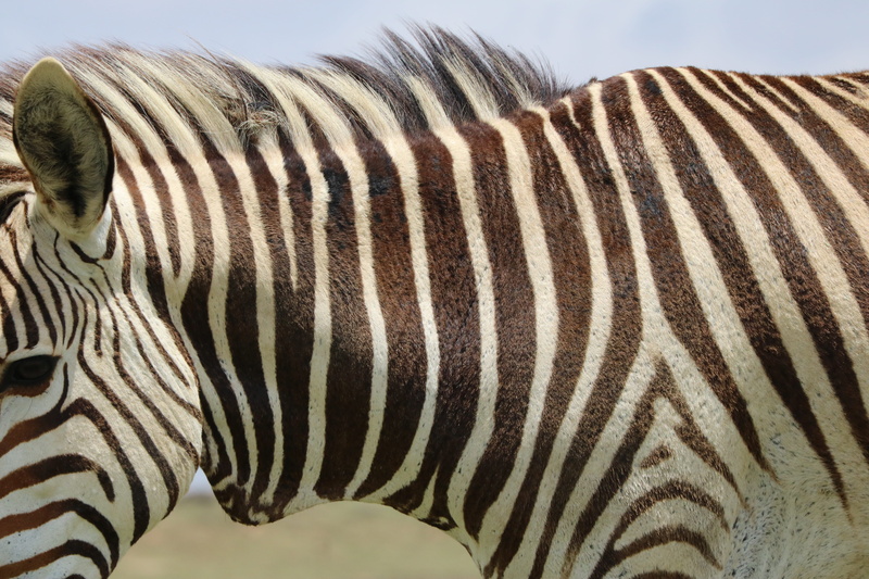 outdoors, hartmanns, mountain zebra, domestic animals, striped, portrait, hartmanns mountain zebras, close-up, animal markings, black and white, pattern
