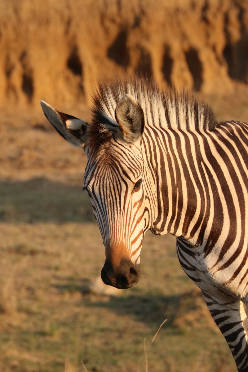 safari, animal markings, animal head, day, focus on foreground, nature, close up, savannah, outdoors, head, side view, wild, africa, field, domestic animals