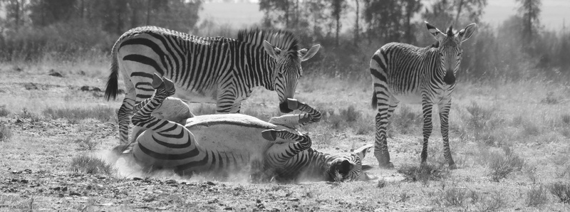 south africa, wild, animal family, outdoors, mammal, animal portrait, wildlife, black and white, tree, striped, vertebrate, africa, stripes, hartmanns mountain zebras