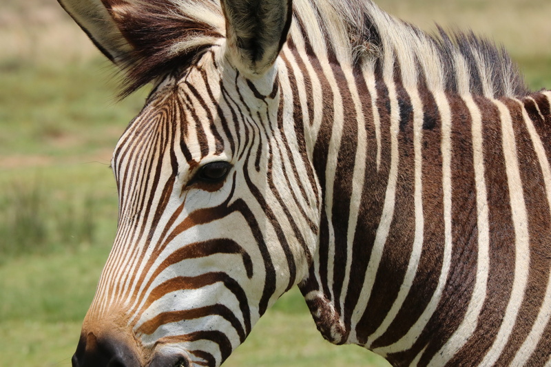 animal themes, wildlife, pattern, mammal, animal body part, vertebrate, animal portrait, mountain zebra, horse, fur, focus on foreground, striped, nature