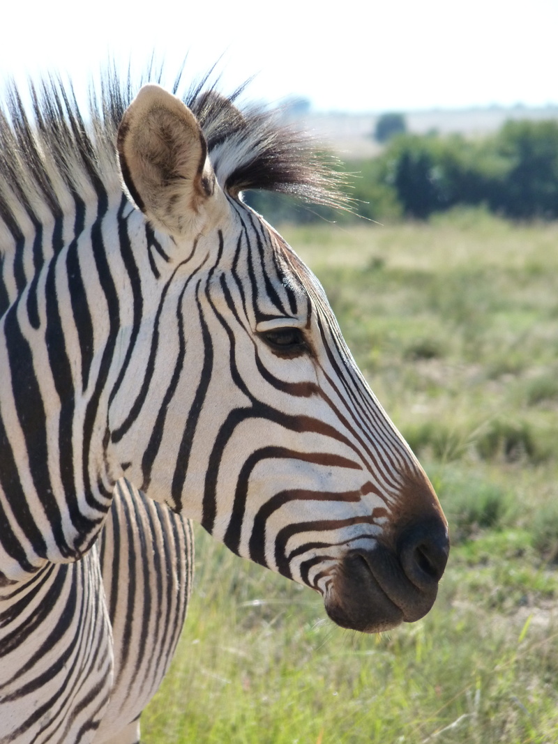 focus on foreground, outdoors, mammal, domestic animals, animal head, animal, portrait, field, mountain zebra, no people, herbivorous, close-up, animal body part