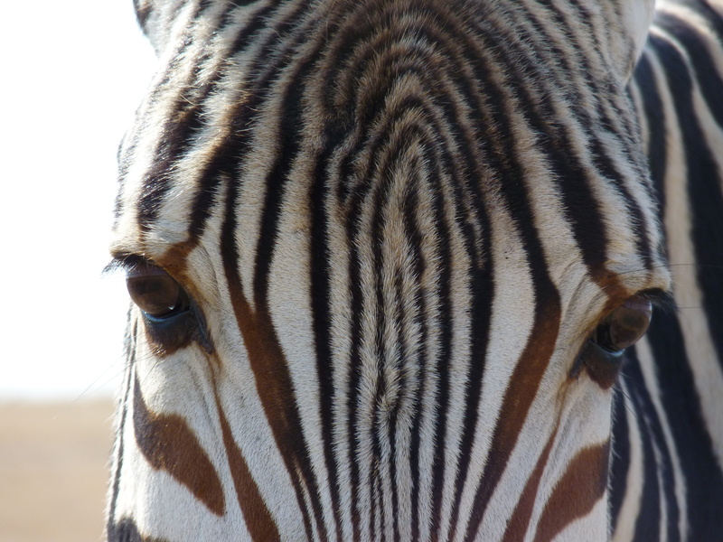 mammal, focus on foreground, stripes, animal wildlife, animal, animal eye, safari, domestic animals, outdoors, mountain zebra, africa, close up, animal markings