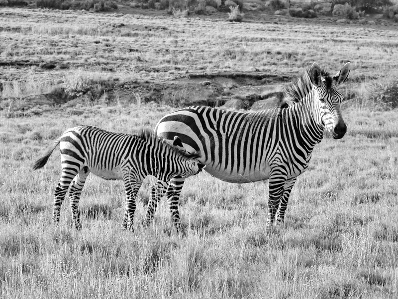 mammal, stripes, animal markings, day, africa, portrait, animal family, herbivorous, animal themes, group of animals, wildlife, drink, nature, vertebrate