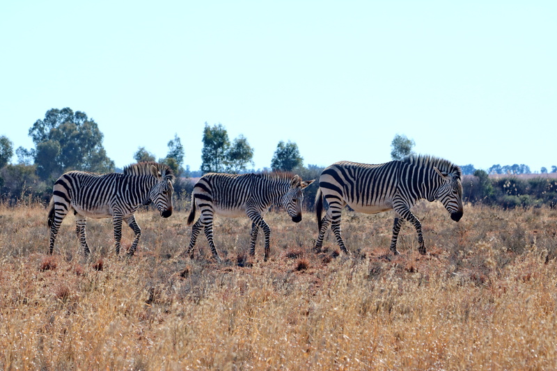 animal themes, animal portrait, horse, group of animals, sky, nature, animals in the wild, mammal, animal wildlife, zebra, land, mountain zebra, landscape