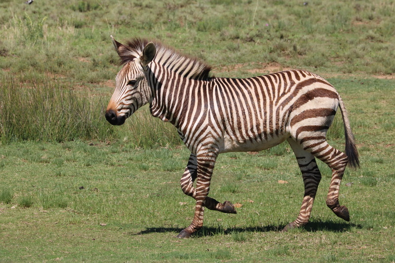 field, nature, no people, black and white, animal themes, outdoors, portrait, animal, land, mountain zebra, animal wildlife, one animal, animal world, striped