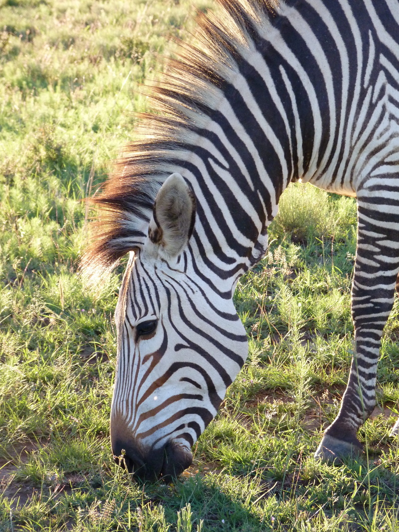 vertebrate, no people, animal world, face, horse, outdoors, 4K, wildlife, mammal, zebra, stripes, animal head, mammals, hartmanns, striped, land, one animal