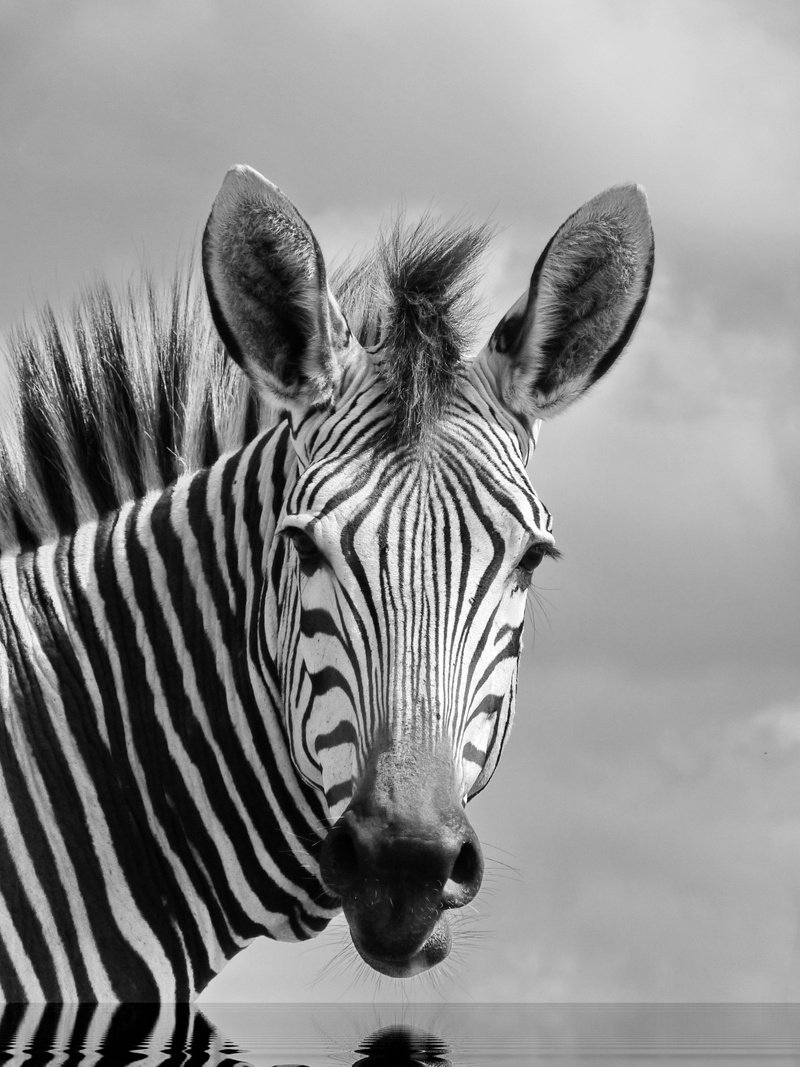 mammal, day, wildlife, white, animal world, no people, animal eye, animal body part, zebra, africa, focus on foreground, animal head, 4K, nature, portrait