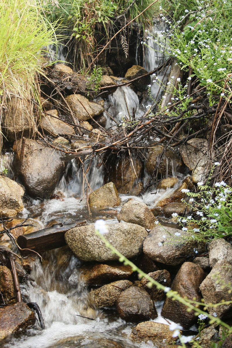 creeks, tree, rivers, rock - Object, beauty in nature, flowing water, springs, mountains, leafy, falling, hard, water, no people, river, rocky, scenery