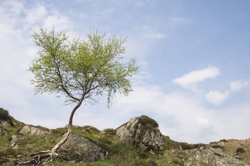 hill, outdoors, wood, day, white, cloudy sky, land, summer, 5K, beautiful, tranquility, beauty in nature, rocky, environment, no people, growth, skies