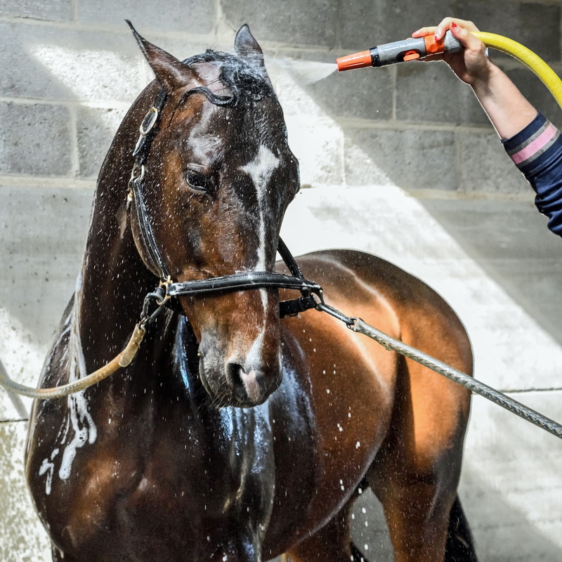 taking, unrecognizable person, horse, human body part, shower, herbivorous, human hand, pets, domestic animals, adult, water, 2K, domestic, cleaning, holding