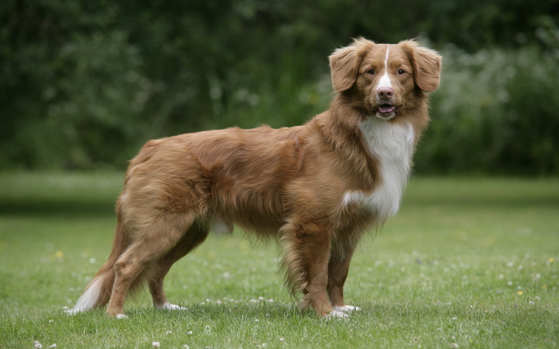 grass, Animals, nova, 1080P, tolling, scotia, summer, puppy, duck, retriever, Dog