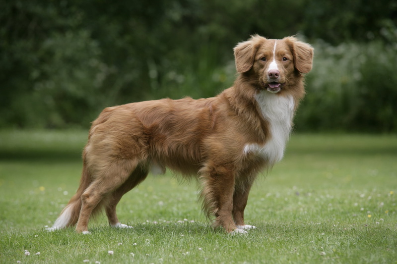 canine, focus on foreground, plant, meadow, purebred Dog, animal themes, no people, animal, portrait, walk, standing, nova, dog, white, vertebrate, pets