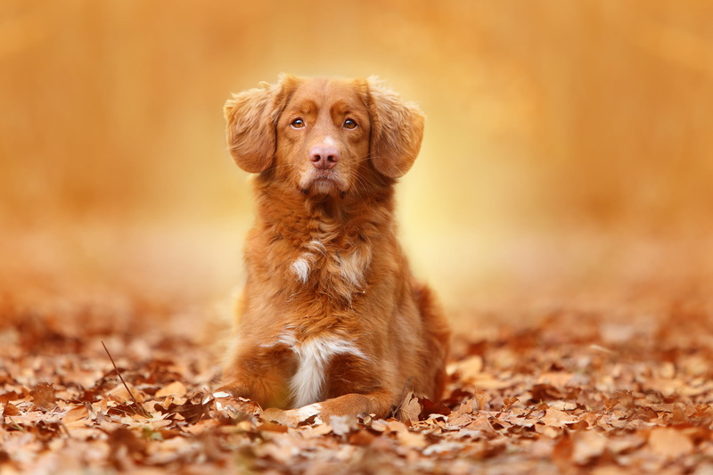 no people, autumn, nova, looking at camera, dog, adult, cute, one Animal, brown, domestic Animals, nature, 1080P, puppy, retriever, pets, animal, duck